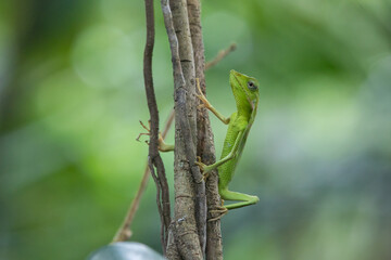 a maned forest lizard broncochela jubata hanging on a tree roots, natural bokeh background 