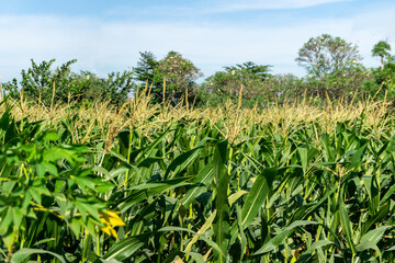flowering corn shoots in the corn field.