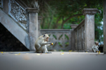 Monkey in Cambodia Eating Waste Products At A Temple