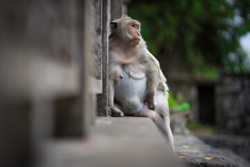Monkey at a temple in Cambodia