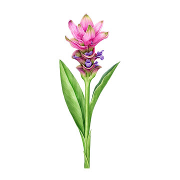 Curcuma flower with stem and leaves. Watercolor illustration. Hand painted blooming curcuma with leaves. Turmeric blooming plant. Vintage style botanical illustration. White background