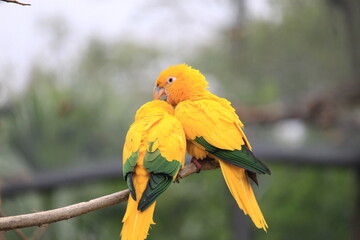 Golden parakeet preening on a branch