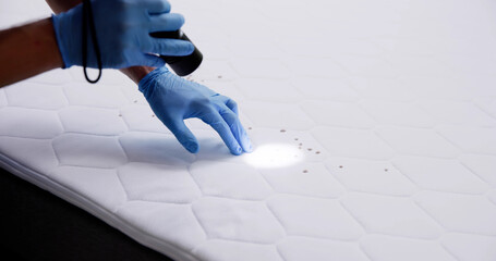 Bed Bug Infestation And Treatment Service