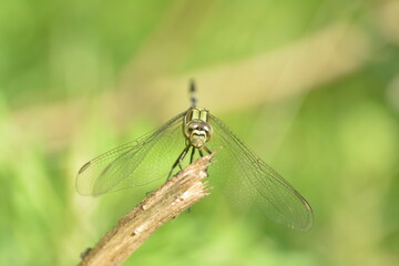 a dragonfly perched on a dry branch of a tree