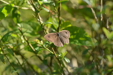 a gray butterfly that has antennae and small hairs perches on a plant