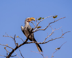 BOTSWANA - MASHATU trip