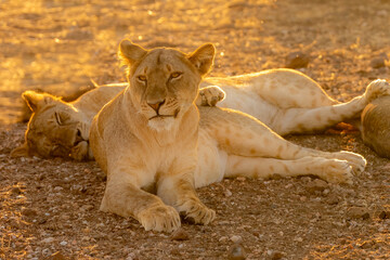 Naklejka premium BOTSWANA - MASHATU trip