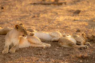 BOTSWANA - MASHATU trip