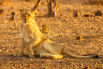 BOTSWANA - MASHATU trip