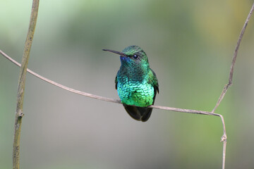 Blue-chinned Sapphire (Chlorestes notata) or Blue-chinned Emerald, a hummingbird with iridescent blue and green plumage, perched on a branch in Trinidad and Tobago. Beautiful tropical hummingbird.