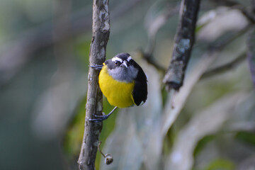 Bananaquit (Coereba flaveola) on a branch head on. Yellow, black, and white tropical bird in the tanager family visits bird feeders in Trinidad and Tobago.