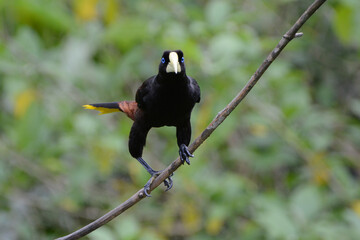 Crested Oropendola (Psarocolius decumanus) is a large tropical blackbird with yellow tail feathers, blue eyes, and a large white bill or beak. Oropendolas are noisy and social birds.