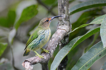 Female Purple Honeycreeper (Cyanerpes caeruleus) perched on a branch in Trinidad and Tobago. Colorful tropical tanager with green back, blue streaks, and long, curved bill.