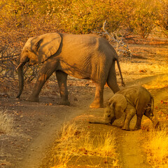 BOTSWANA - MASHATU trip