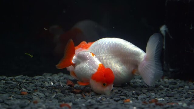 Two lionhead goldfish, carassius auratus auratus with bumpy head, swimming at the bottom of the aquarium tank against dark background.