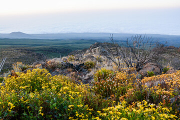 Fototapeta na wymiar Moorland landscape at mount Kilimanjaro with yellow wild flowers in the foreground and sea of clouds
