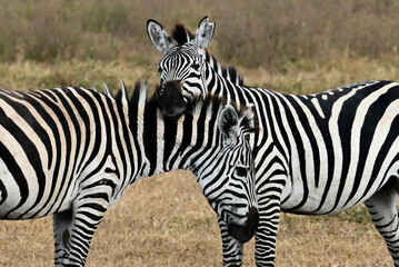 Two cuddling zebras in the savannah, Ngorongoro, Tanzania