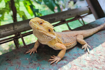 Closeup portrait of bearded dragon with yellow spiked skin. Exotic pet. Selective focus on head.