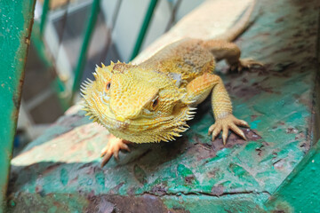 Closeup portrait of bearded dragon with yellow spiked skin. Exotic pet. Selective focus on head.