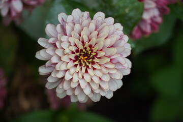 beautiful flowers in the spring garden 