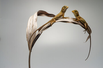 Garden crested lizard Calotes versicolor baby lizards just hatched from eggs buried in soil Asia