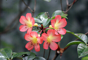 Red flowers on a rhododendron plant in a tropical garden