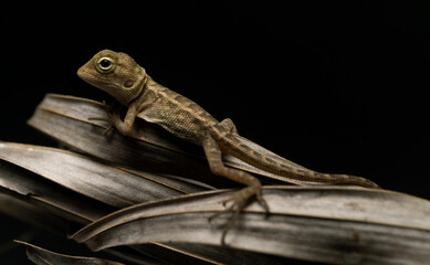 Garden crested lizard Calotes versicolor baby lizards just hatched from eggs buried in soil Asia