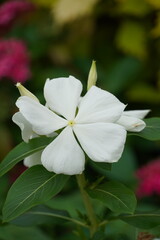 Obraz premium flowers in the garden