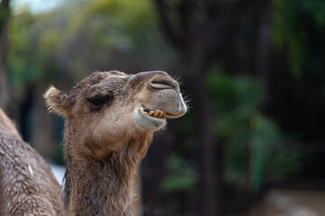 Fototapeta premium portrait of a camel
