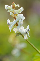 Hohler Lerchensporn, Corydalis cava, Hohlknolliger Lerchensporn