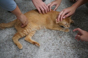 hands on orange ginger cat