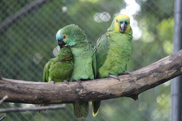 A Blue-fronted amazon standing inside of a aviary