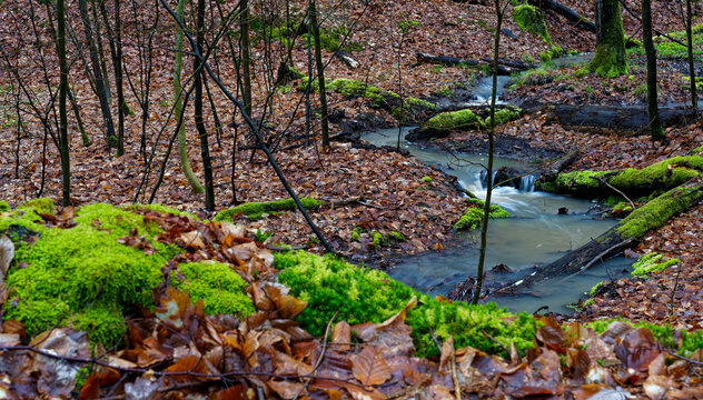 Der Erlesbach im Waldschutzgebiet Wotansborn im Naturpark Steigerwald, Rauhenebrach, Landkreis Ha&szlig;berge, Unterfranken, Franken,  Deutschland