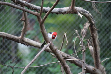 Red Cardinal Bird