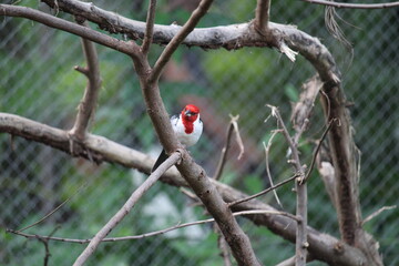 Red Cardinal Bird