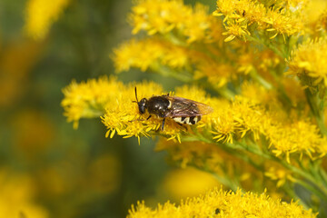 Closeup soldier fly the flecked general (Stratiomys singularior), family Soldierflies (Stratiomyidae). Flowering Canada goldenrod (Solidago Canadensis). Dutch garden. Summer, August