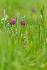 Schachblume, auch Schachbrettblume oder Kiebitzei, Fritillaria meleagris