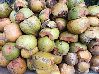 Pile of empty coconut husks waiting to be dried and processed into shredded coir fiber or burned for charcoal