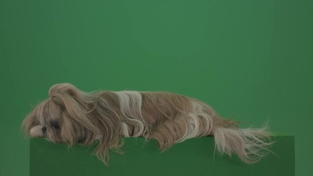 Chewbacca dog sadly sleeping isolated on green screen footage 4k