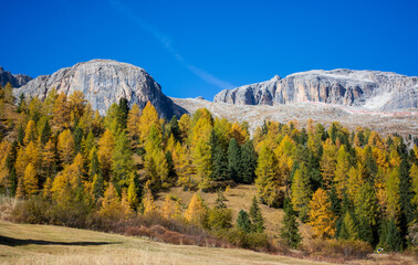 Obraz premium autumn on the Campolongo Pass between Veneto and Trentino Alto Adige