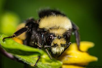 bee on a flower