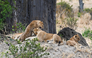 Group of young lions in front of a Baobab tree - Tarangire NP, Tanzania