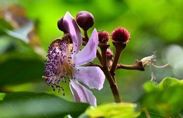 Close-up of a blooming tropical flower (Bixa orellana)