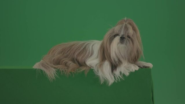 Green Screen Dog pet Shih tzu with long hair eating food isolated on green screen 4K