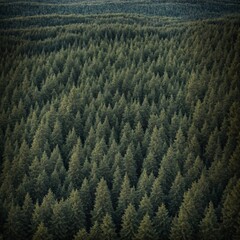 Obraz premium Mixed Forest