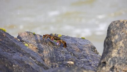 A closeup of a crab crawling on a rock with ocean waves background
