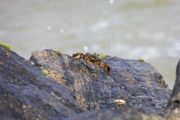 A closeup of a crab crawling on a rock with ocean waves background