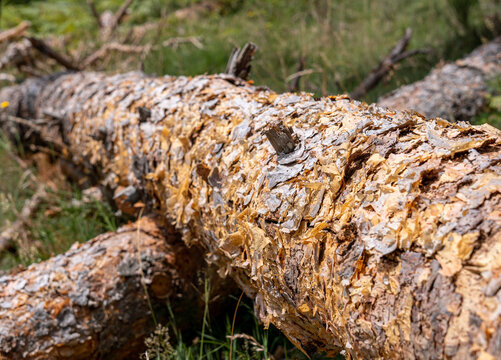 En un claro del bosque yace un pino talado cuya corteza va cayendo por el paso natural del tiempo. Tambi&eacute;n se ven los agujeros de la carcoma que est&aacute; dando cuenta de la madera ca&iacute;da