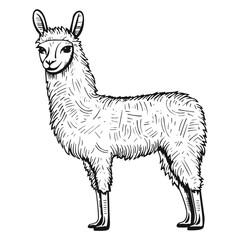 Vector Illustration of a Doodlellama HandDrawn vector with lines drawing for logo,icon, black and white cartoon flat style