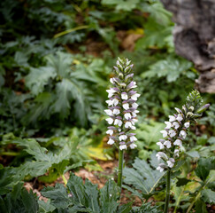 Broomrape, a genus of about 150 species of parasitic annual and perennial herbs (family...